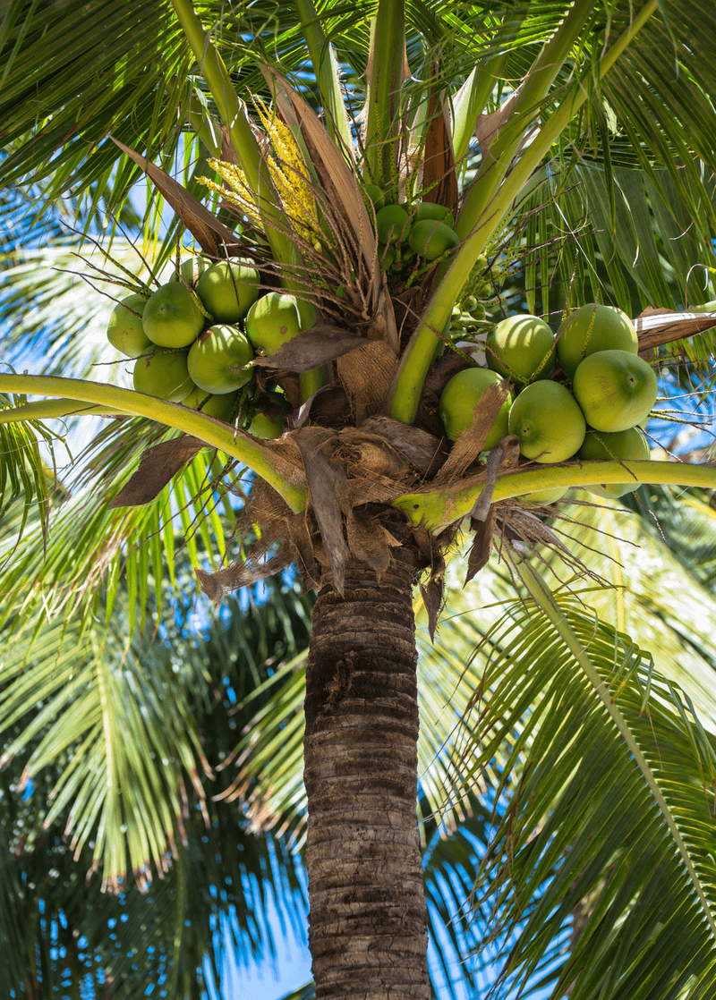 Coconut Palm