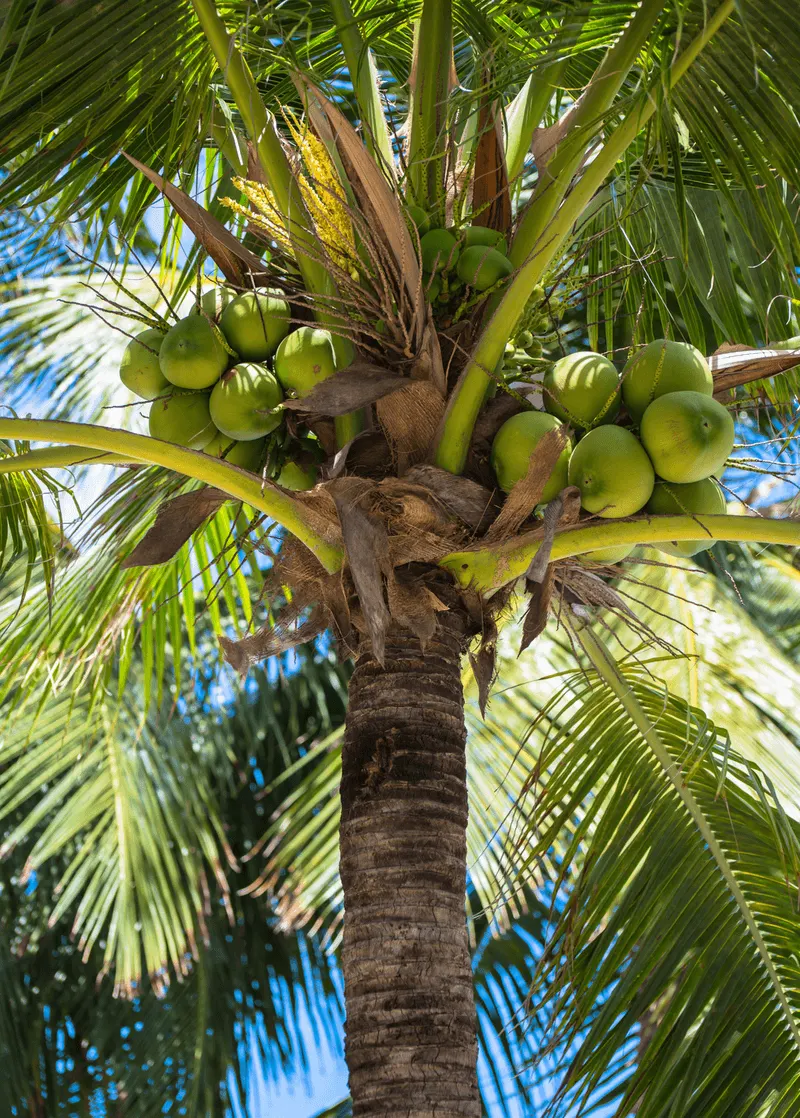 Coconut Palm