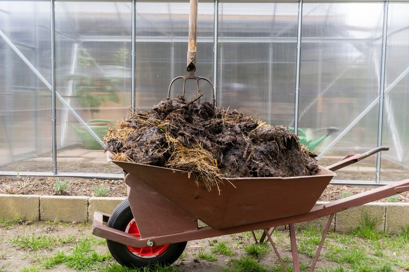 Manure