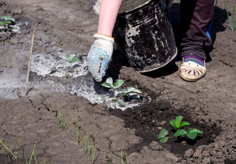 Wood Ash for Soil Structure Improvement