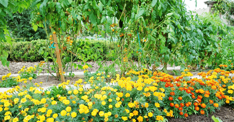 Companion Planting