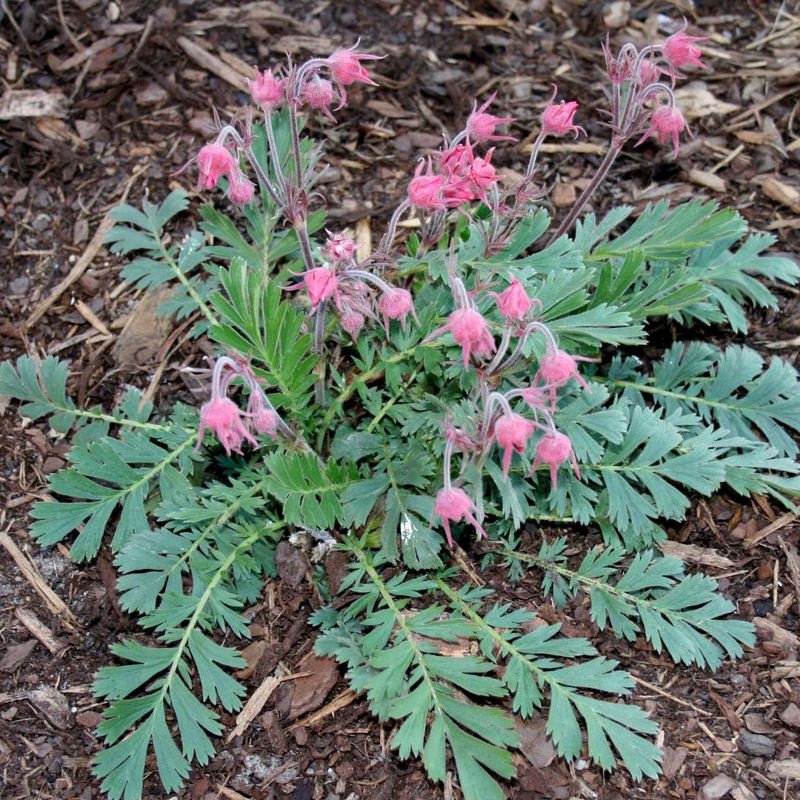 Distinctive Foliage