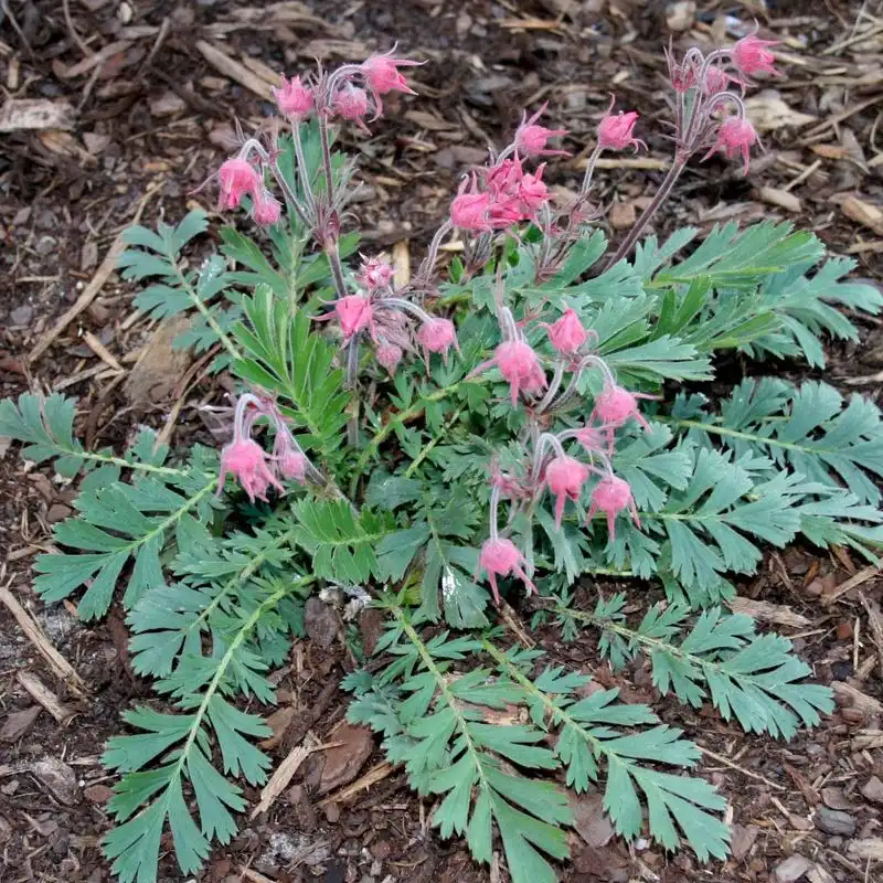 Distinctive Foliage