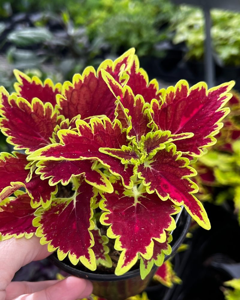 Coleus