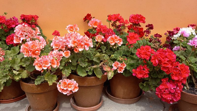 Geranium