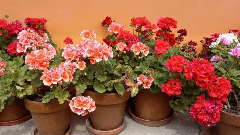 Geranium