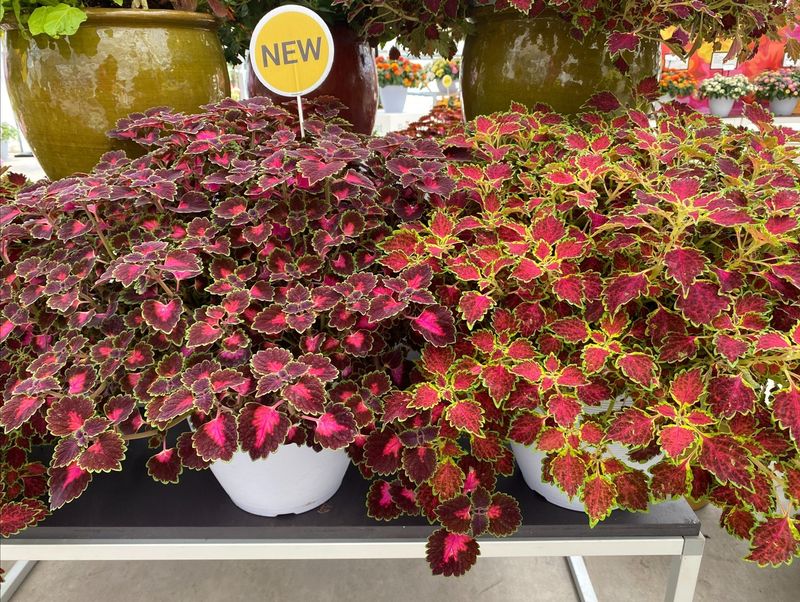 Coleus