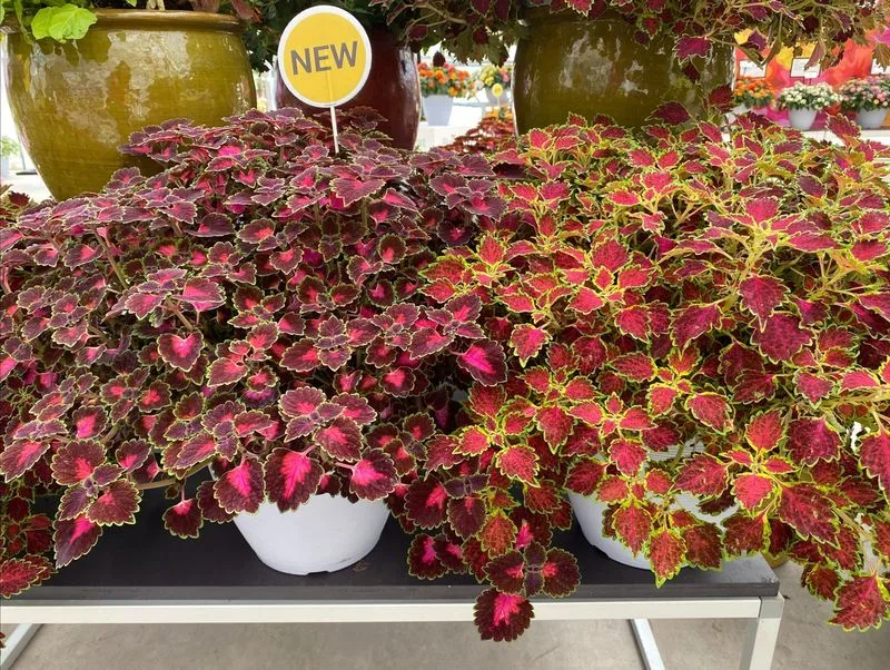 Coleus