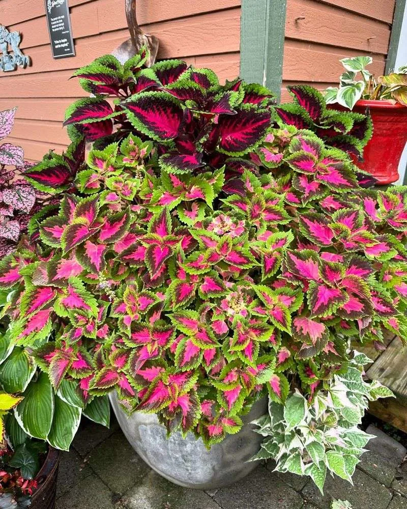 Coleus