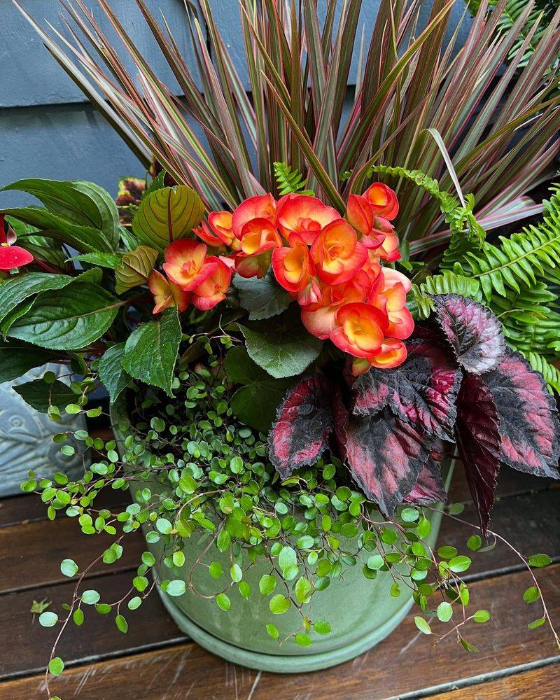 Coleus