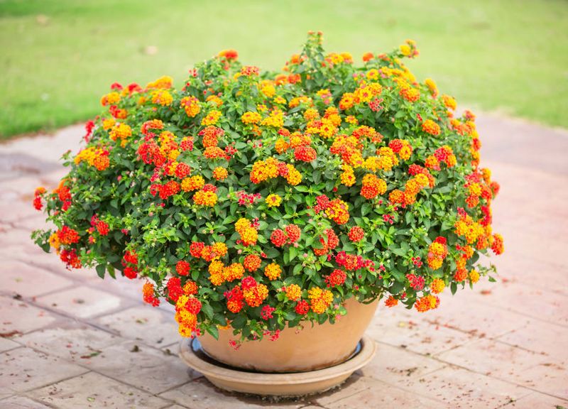Lantana