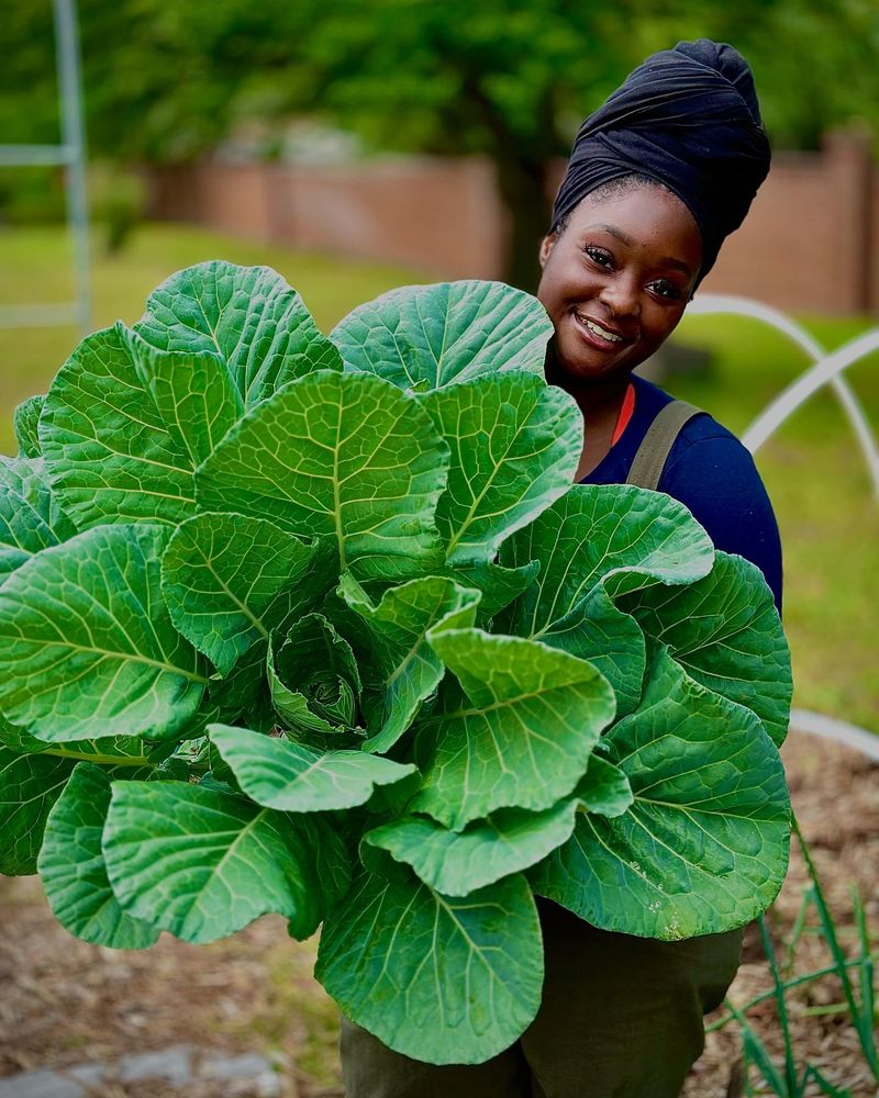 Collard Greens