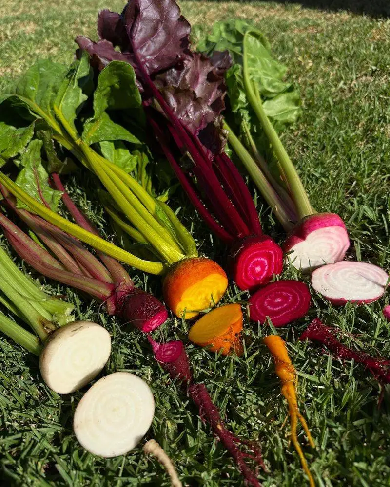 Beet Greens