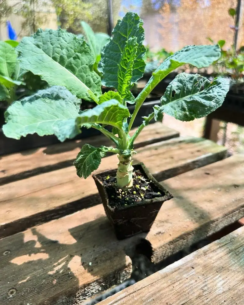 Collard Greens