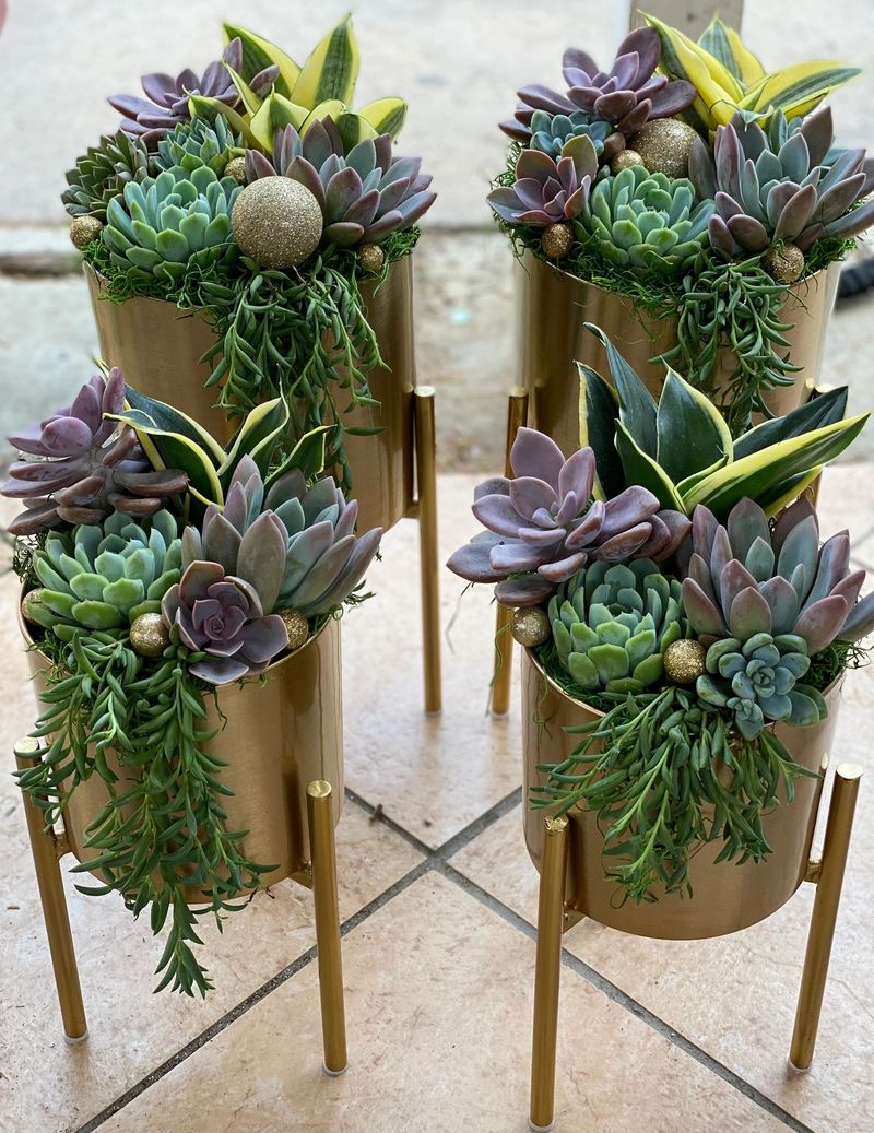 Soulful Succulent Sanctuary