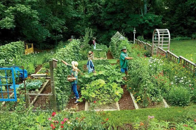 Herb and Vegetable Patch