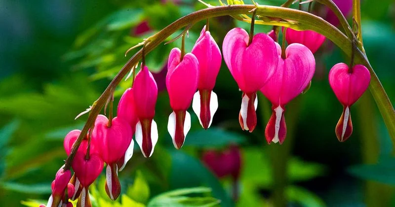 Bleeding Heart
