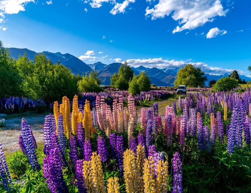 Lupine