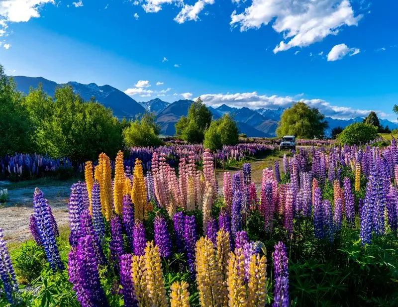 Lupine