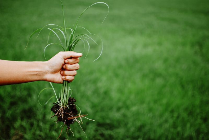 Combat Weeds with Care