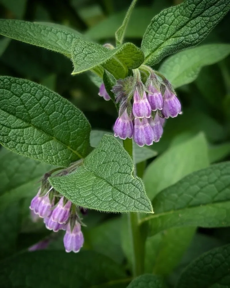 Comfrey