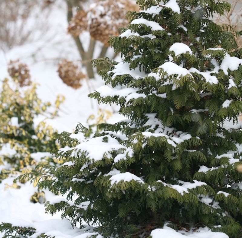 False Cypress
