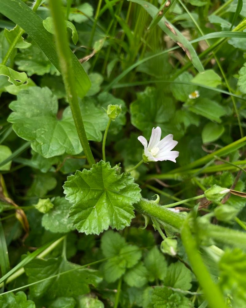 Common Mallow