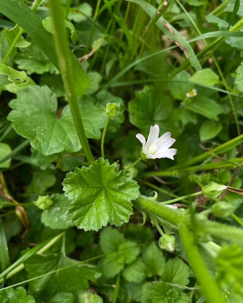 Common Mallow