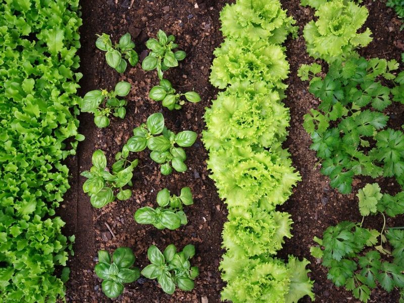 Companion Planting