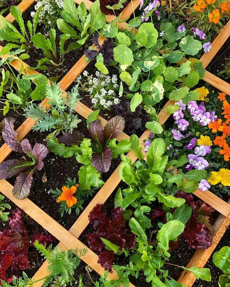 Companion Planting