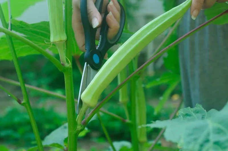 Harvest Timing