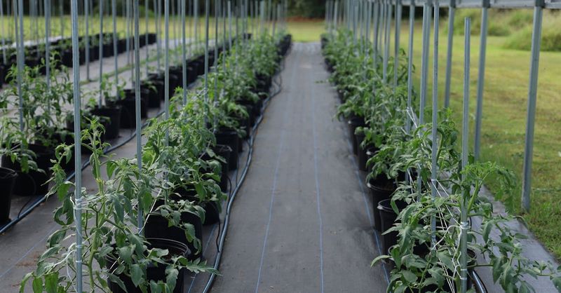Rotate & Rest the Soil