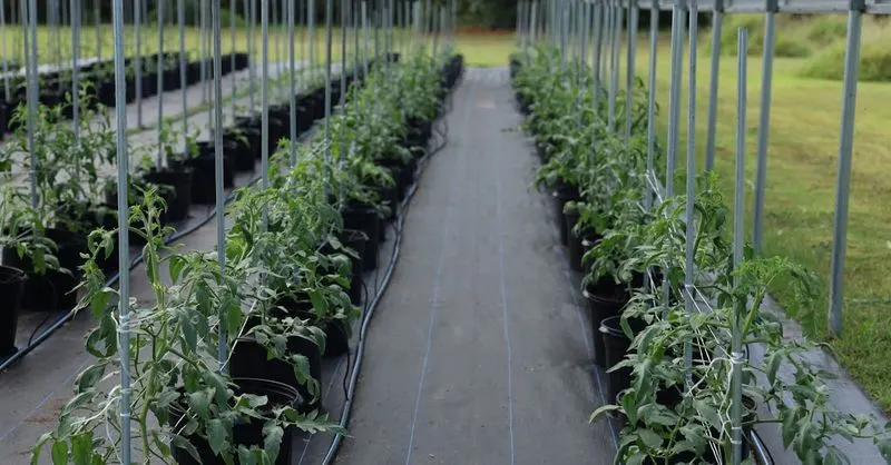Rotate & Rest the Soil