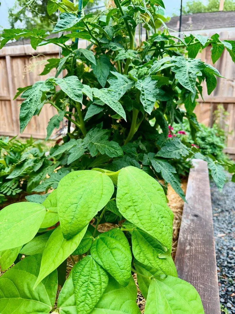 Companion Planting