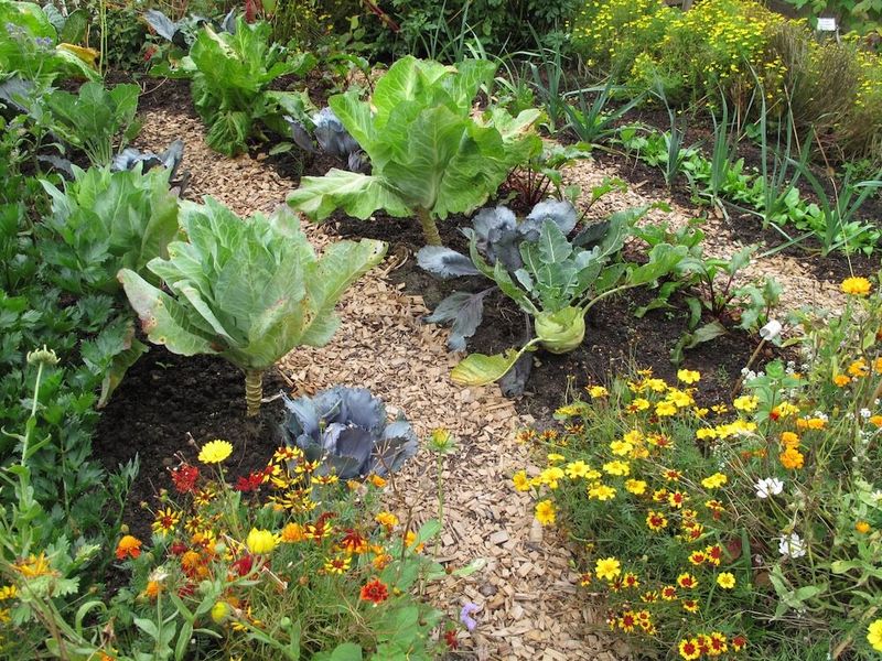 Companion Planting