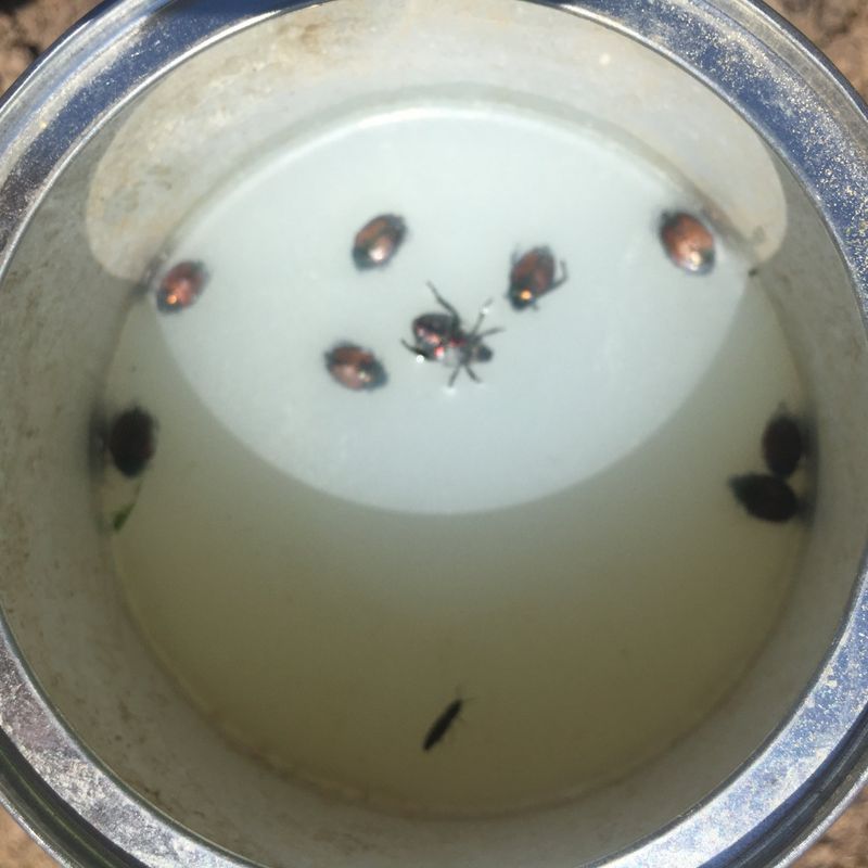 Soap and Water Trap