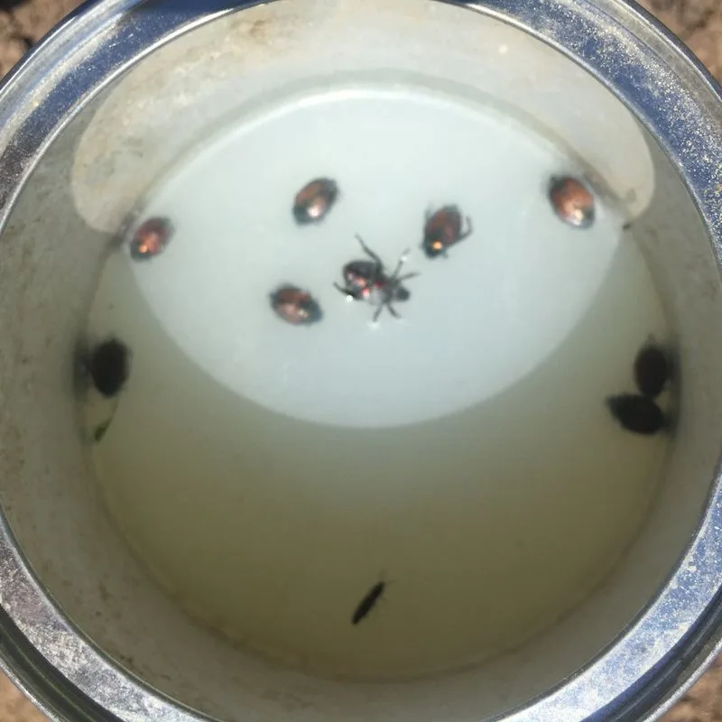 Soap and Water Trap