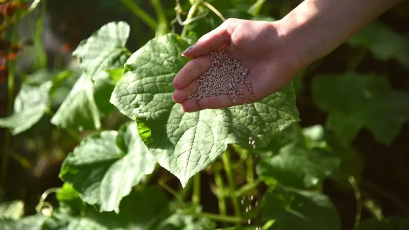 Fertilization Techniques
