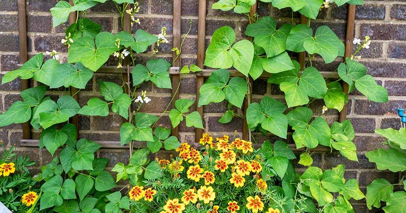 Companion Planting