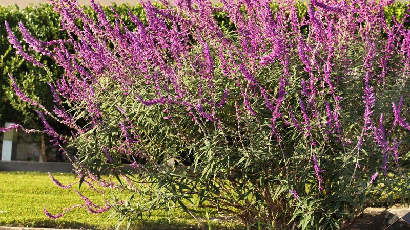 Overwintering Strategies