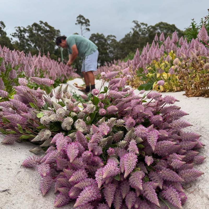 Companion Planting Ideas
