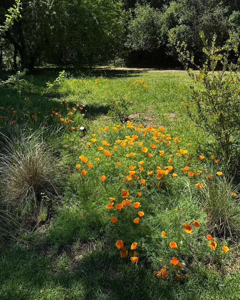 Companion Planting: Nature's Synergy