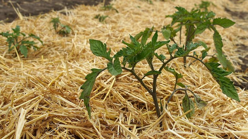 Mulching with Straw