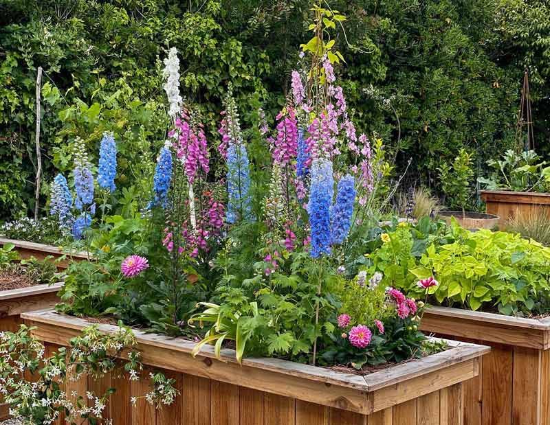 Companion Planting Wisdom