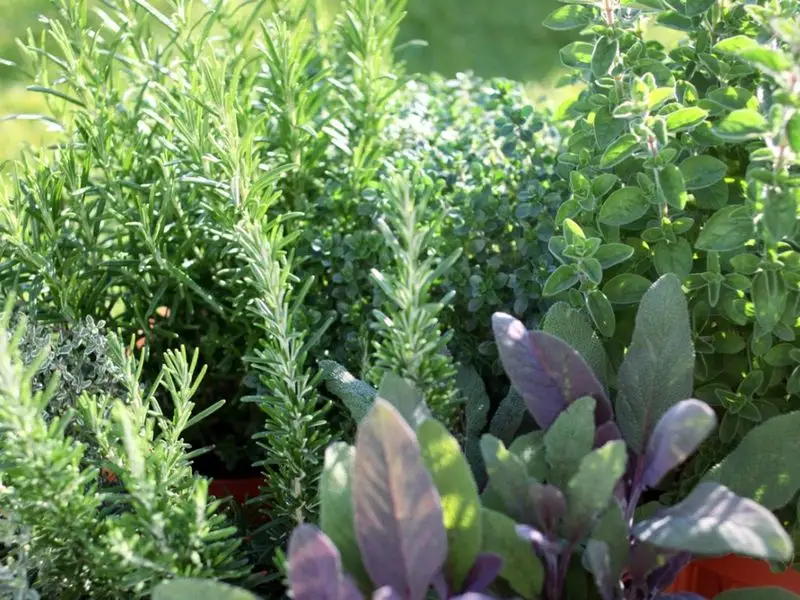 Companion Planting with Thyme