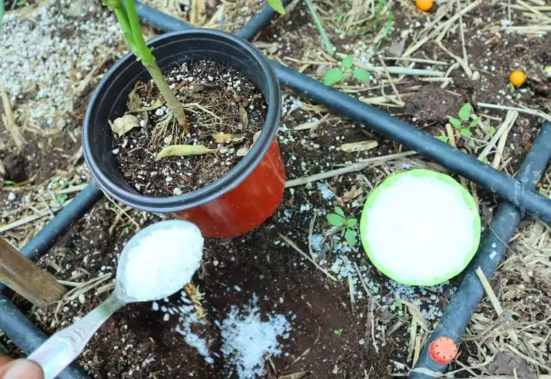Root Stimulation