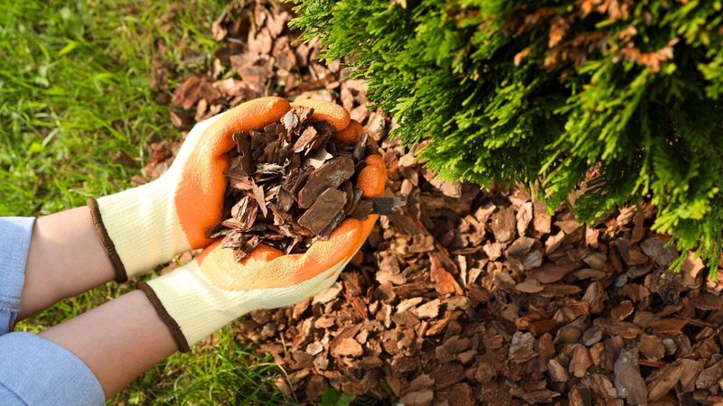 Wood Chips