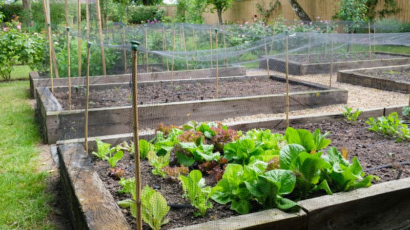 Treated Wood Edging