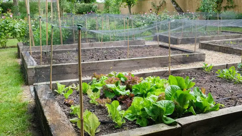 Treated Wood Edging