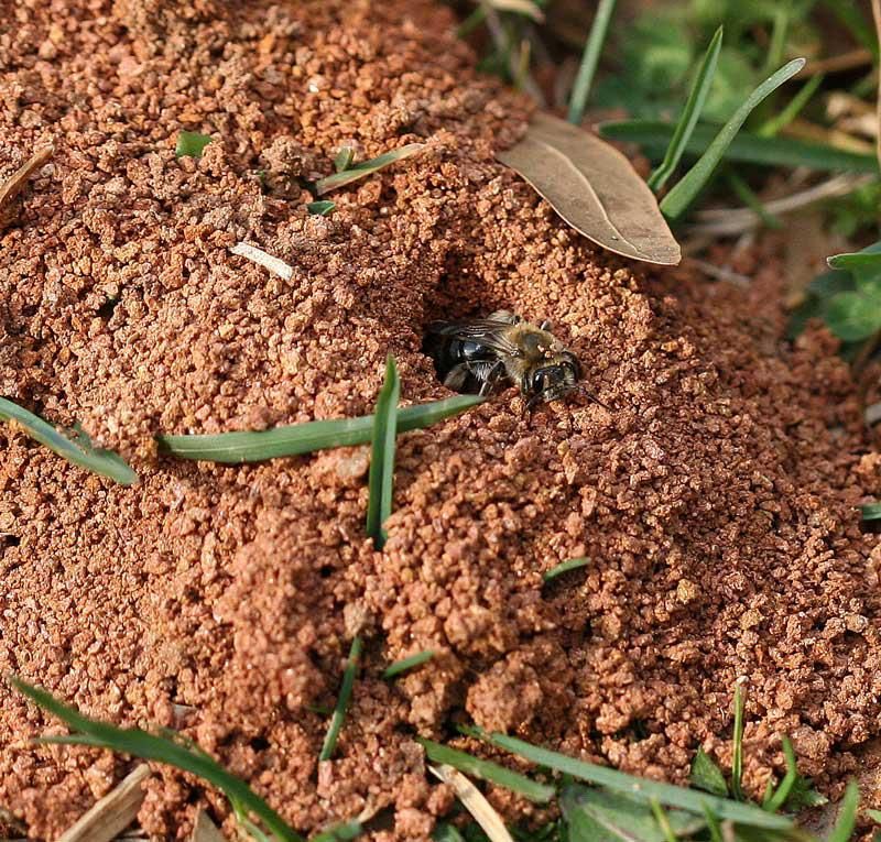 Build a Bug Habitat